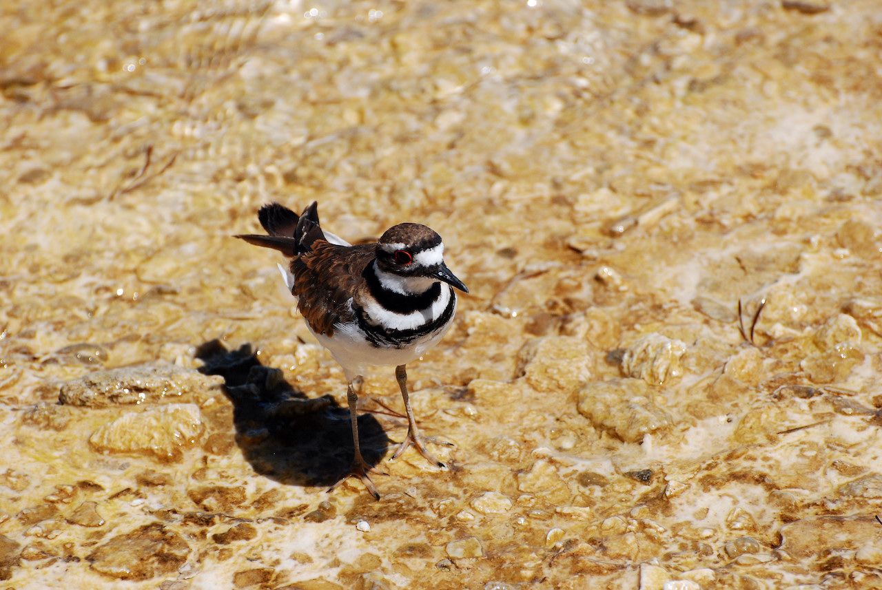 Charadrius vociferus